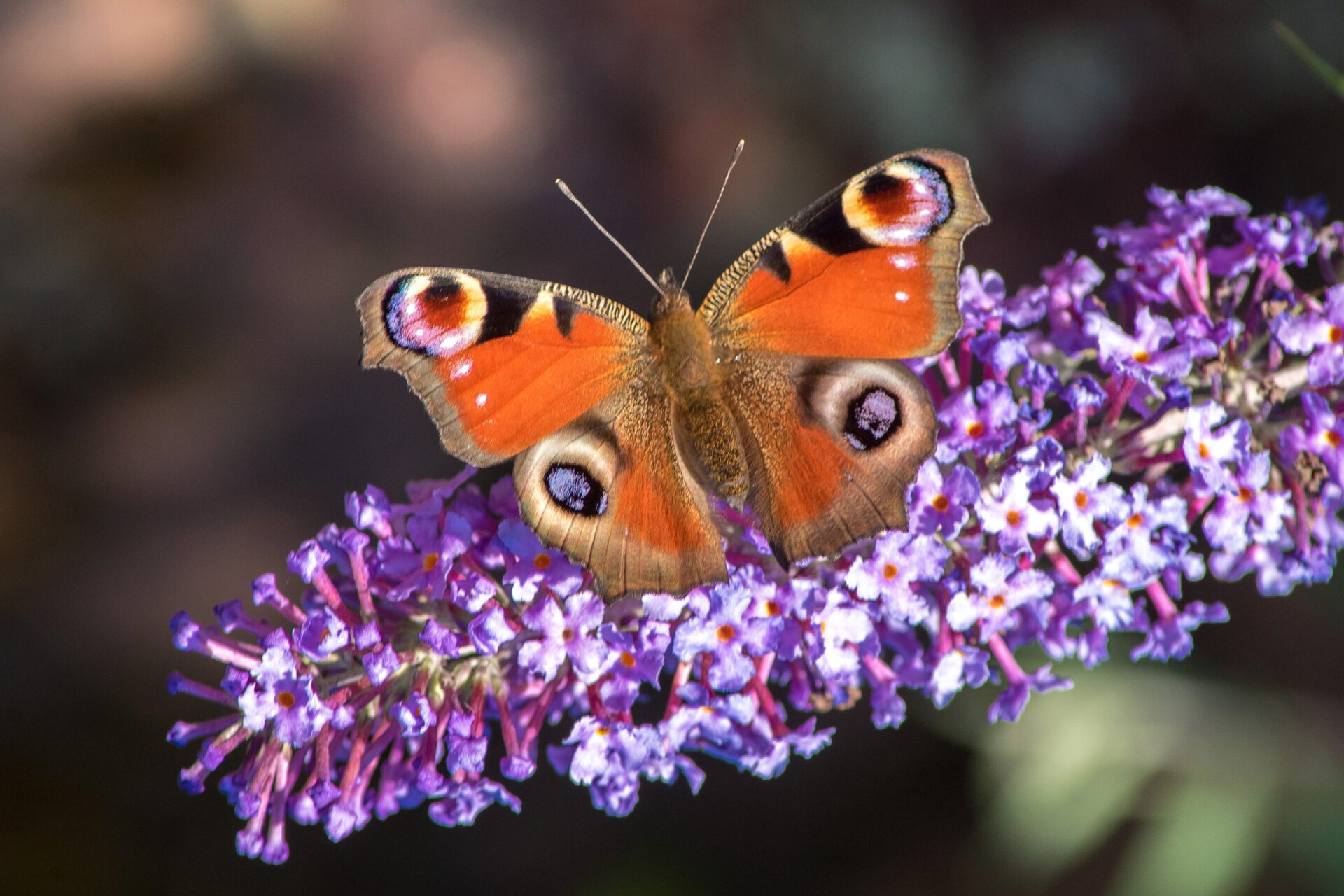 蝶にはさまざまな色とサイズがあります。