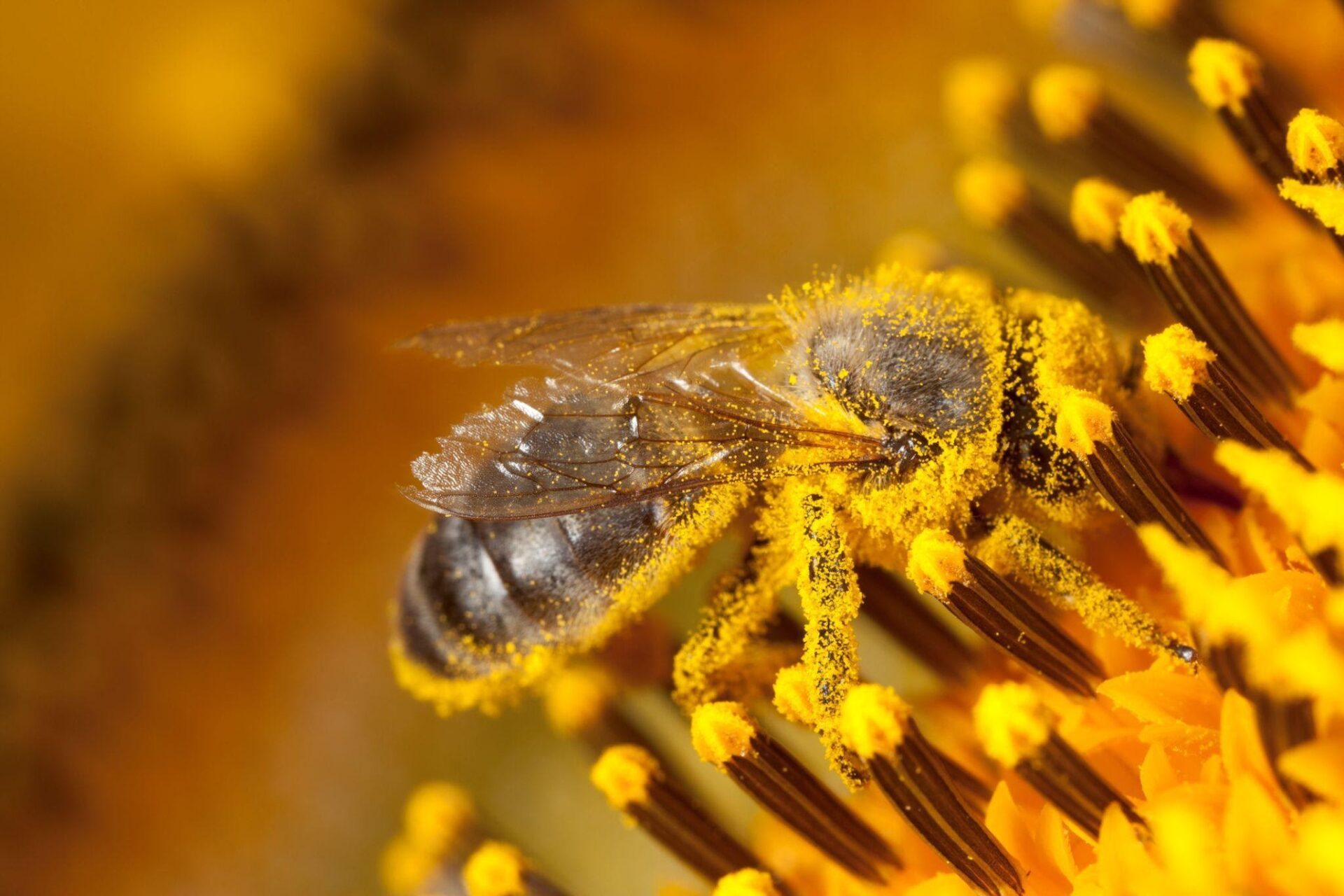 Jede Blüte ergibt Honig mit einem bestimmten Geschmack, Farbe und Textur.
